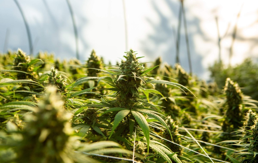 5 Facts You Must Know About The CBD Flower & Strain Options