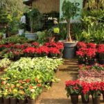 Online Plant Nursery