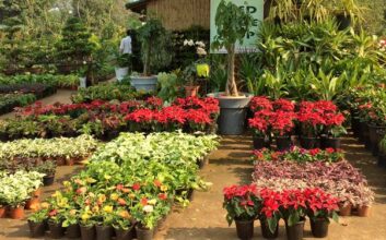 Online Plant Nursery