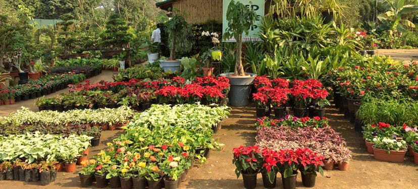 Online Plant Nursery