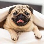 Pug