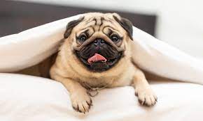 Pug