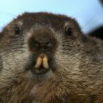 Groundhog Day: What Do Groundhogs Like, And Where Does Pineapple Grow?