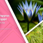 Lotus and Papyrus in Ancient Egypt - Send Flowers to Hurghada