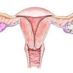 Everything You Need To Know About Enlarged Uterus | UFC