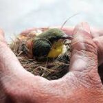 How Anti-Bird Netting Protects Your Brighton Home During Nesting Season