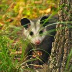 Understanding Possum Behavior: Insights for Effective Control