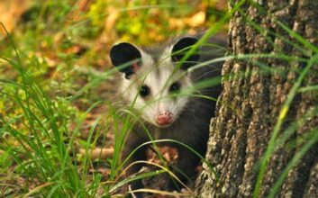 Understanding Possum Behavior: Insights for Effective Control