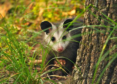 Understanding Possum Behavior: Insights for Effective Control