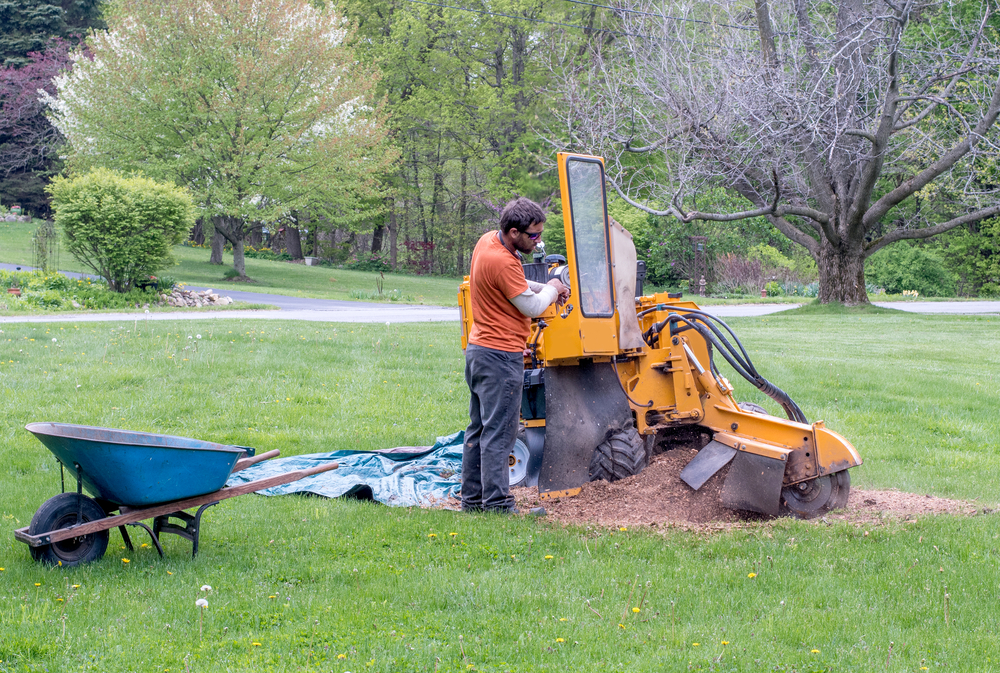 The Benefits of Stump Grinding for Your Property | Tech Magazine