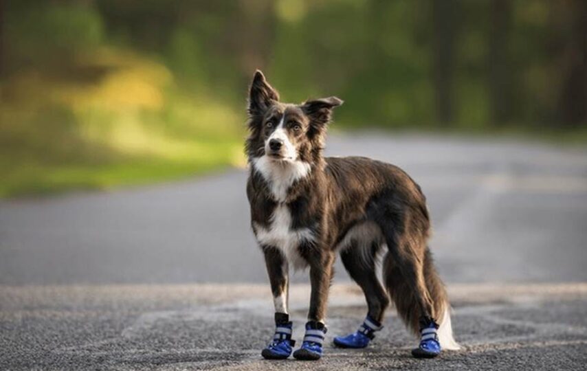 Dog Shoes