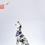 Benefits of Consistent Pet Grooming