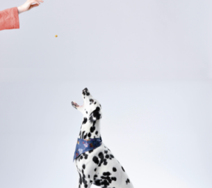 Benefits of Consistent Pet Grooming