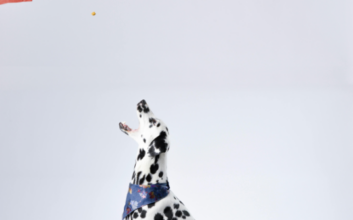 Benefits of Consistent Pet Grooming