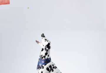 Benefits of Consistent Pet Grooming