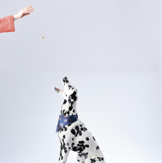 Benefits of Consistent Pet Grooming